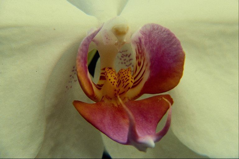 flower (98)